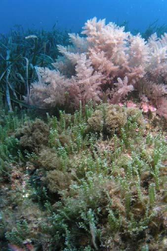 1. INTRODUCCIÓN Y OBJETIVO El alga exótica invasora Caulerpa racemosa var cylindracea alcanzó las costas murcianas en 25.