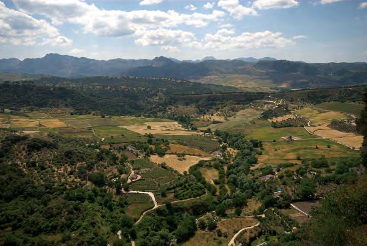(48) TURISMO DE CALIDAD EN LA SERRANÍA DE RONDA TURISMO DE CALIDAD EN LA SERRANÍA DE RONDA (49) Bodegas El área vitivinícola de la Serranía de está integrada en la Denominación de Origen Vinos de