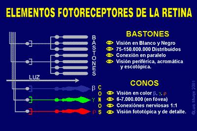 Sobre estimulación de fotorreceptores... prb 25 La retina... Los fotorreceptores de la retina son de dos tipos: conos y bastones.