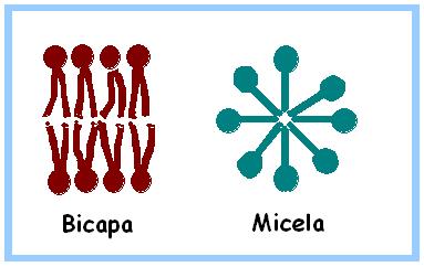 Dependiendo del tipo de lípido, es posible establecer los siguientes arreglos moleculares: Micela lípidos anfipáticos con una cola hidrocarbonada, como