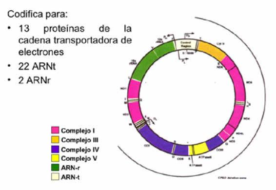 ADN mitocondrial Molécula circular ADN doble hebra (16,6kb) Sin intrones (93% codificante) Codón Código