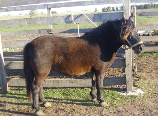 CLEMENTINA Hembra Nacimiento: --/--/2008 70 Petisa Pony, Shetland pura sin papeles, es