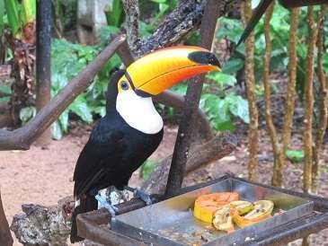 Alimentación y nutrición Frugívoros (principalmente) Tucán y tucanetas Papaya Plátano macho Croqueta Huevo