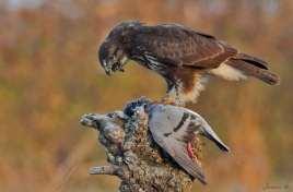 Cernícalo (Falco sparverius). Cernícalo (Falco sparverius) llega a consumir de 70 a 100 gr.