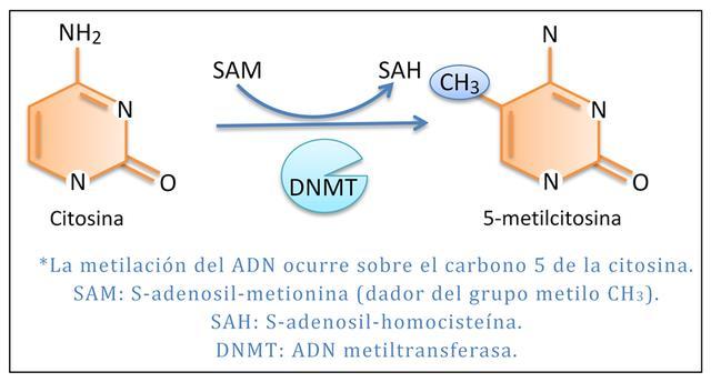 METILACIÓN DE CITOSINAS LA METILACION OCURRE EN EL CARBONO 5 DE LAS CITOCINAS MEDIANTE LA ACCION DE LA ENZIMA ADNmetiltransferasa.