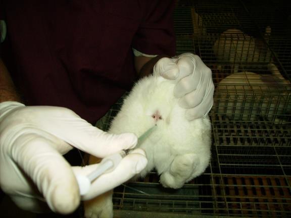 a a e b d a b c d b Figura 9. Morfología espermática en conejos: (a) forma normal; (b) cola enrollada; (c) cabeza suelta; (d) gota citoplasmática y (e) cabeza piriforme.
