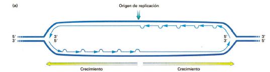 Características de la replicación: 2- Es bidireccional La replicación se inicia en sitios particulares (orígenes de