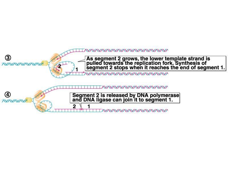 Pasos de la replicación del ADN 3. Se forman enlaces entre los fosfatos y los azúcares de los nucleótidos que se han apareado con las cadenas de ADN.