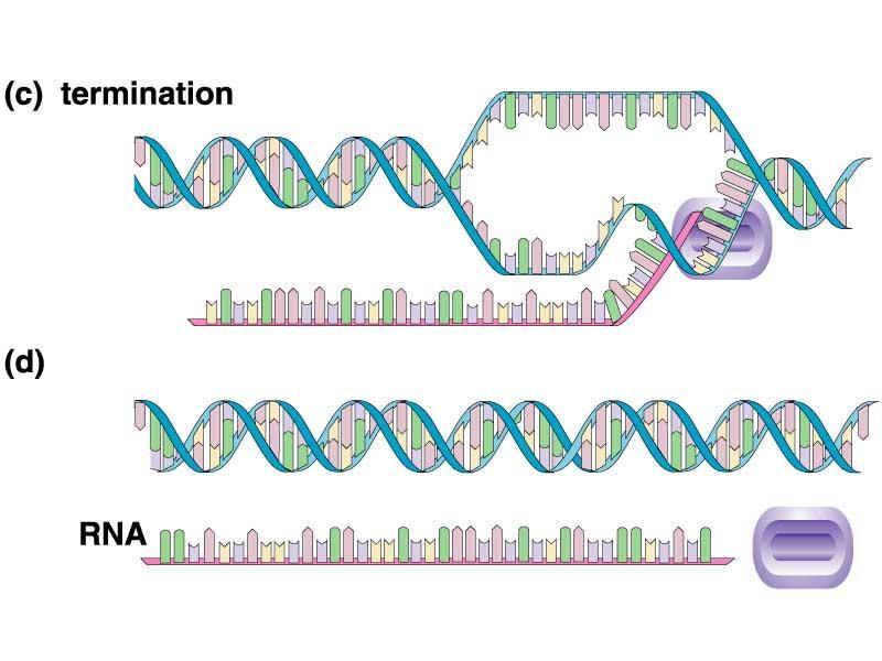 Pasos de la Transcripción La molécula de ARNm se completa por la formación de enlaces entre los nucleótidos del ARN.