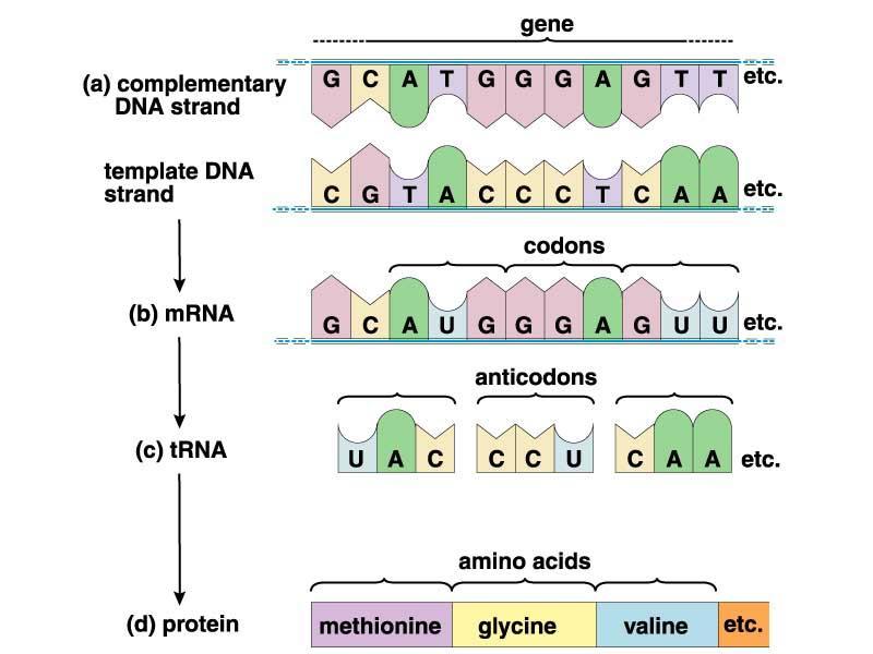 Las moléculas de ARNt son más cortas que las de ARNm y tienen la forma de una hoja de trébol.