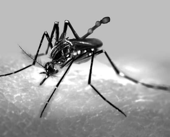 Lee este texto. Por qué pin los mosquitos? Muhs persons reen que los mosquitos nos pin porque tenemos l sngre ule. Pero esto es flso.