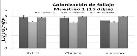Fig. 3. Evaluación de la colonización de las plantas de chile por tres hongos antagonistas.
