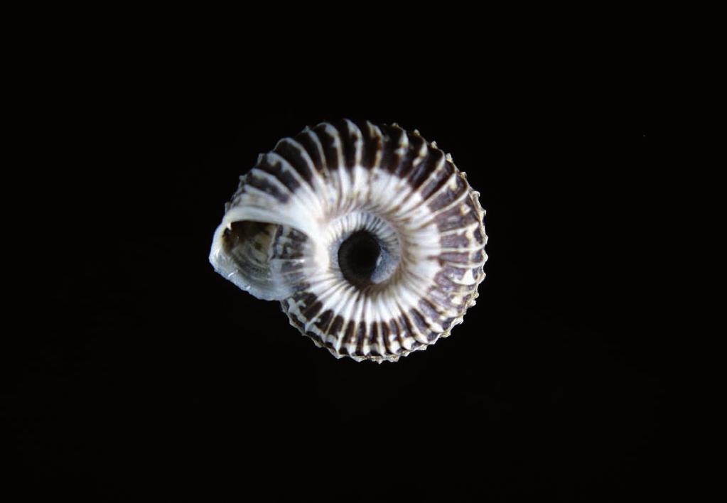 Nombre común: Caragol de na Claudina Tipo: Mollusca / Clase: Gastropoda / Orden: Pulmonata / Familia: Hygromiidae Categoría UICN para España: VU B1ab(iii)+2ab(iii) Categoría UICN Mundial: NE Foto: