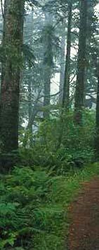 Nuevo instrumento: artículo 31 de la Ley 43/2003 básica b de montes: Planes de Ordenación n de los Recursos Forestales (PORF) Desarrollo ordenación n territorial y planificación n forestal comarcal