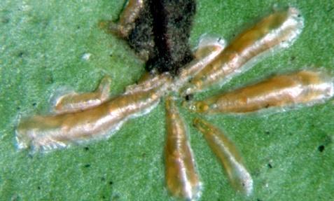 Control de plagas y enfermedades Serpeta fina (Lepidosaphes gloverii) CONTROL BIOLÓGICO - Encarsia elongata - Encarsia