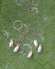 Control de plagas y enfermedades Moscas blancas CONTROL BIOLÓGICO - Aleurothrixus floccosus: Cales noacki, Amitus spinifer - Dialeurodes citri: