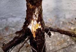 Control de plagas y enfermedades Pudrición de raíces (Armillaria mellea, Rosellinia necatrix) ACTUACIONES RECOMENDABLES - Eliminar