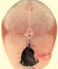 26 CABALLA Scomber scombrus (Linnaeus, 1758) Carne