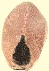 46 JUREL MEDITERRÁNEO Trachurus mediterraneus (Steindachner, 1868) Carne filete/rodaja Extra Consistencia firme, muy rígida, con vasos sanguíneos muy marcados.