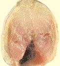 54 SARDINA Sardina pilchardus (Walbaum, 1792) Carne filete/rodaja