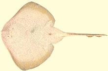 RAYA ONDULADA Raja undulata (Lacèpede, 1802) 81 Aspecto general del lado ventral Extra Aspecto firme, color blanco brillante con un borde malva alrededor de las aletas. Rostro violáceo.