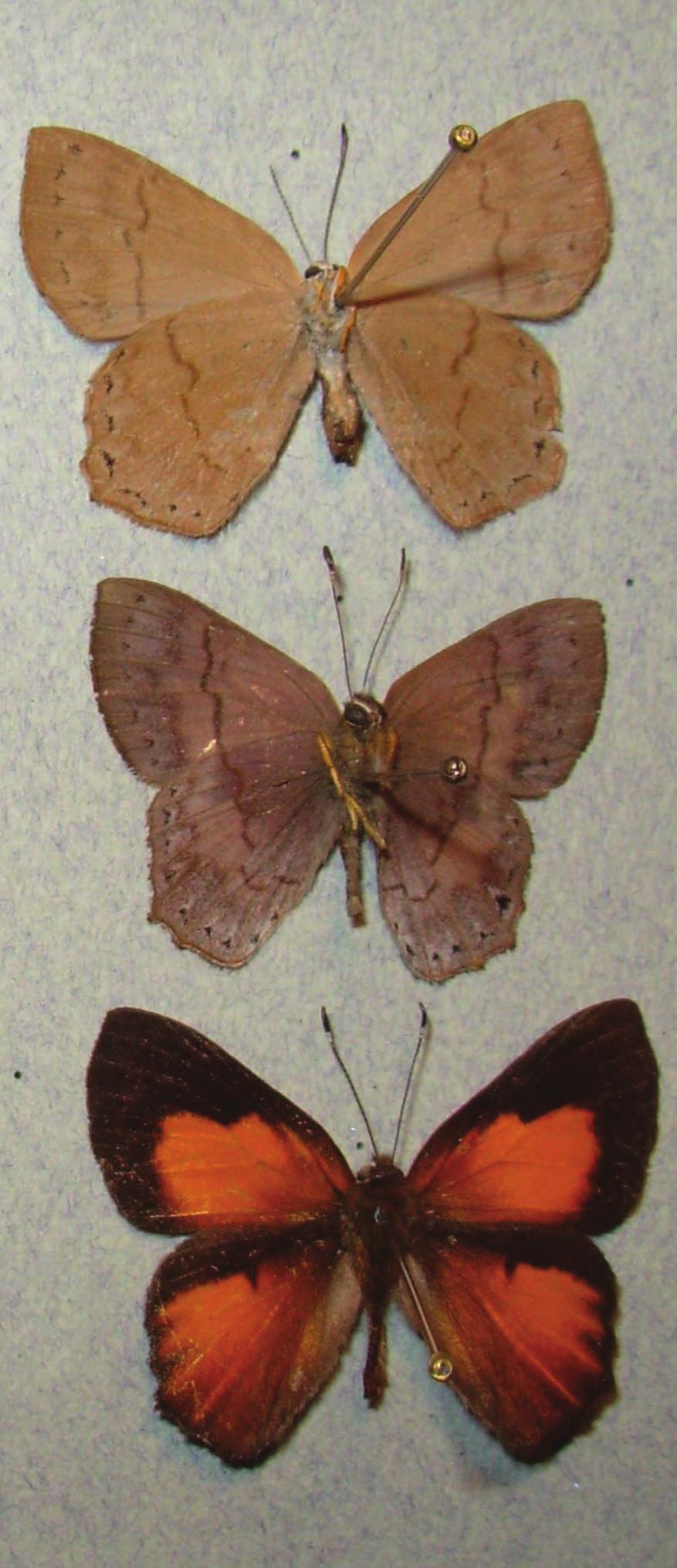 Euselasia euploea (Riodinidae).