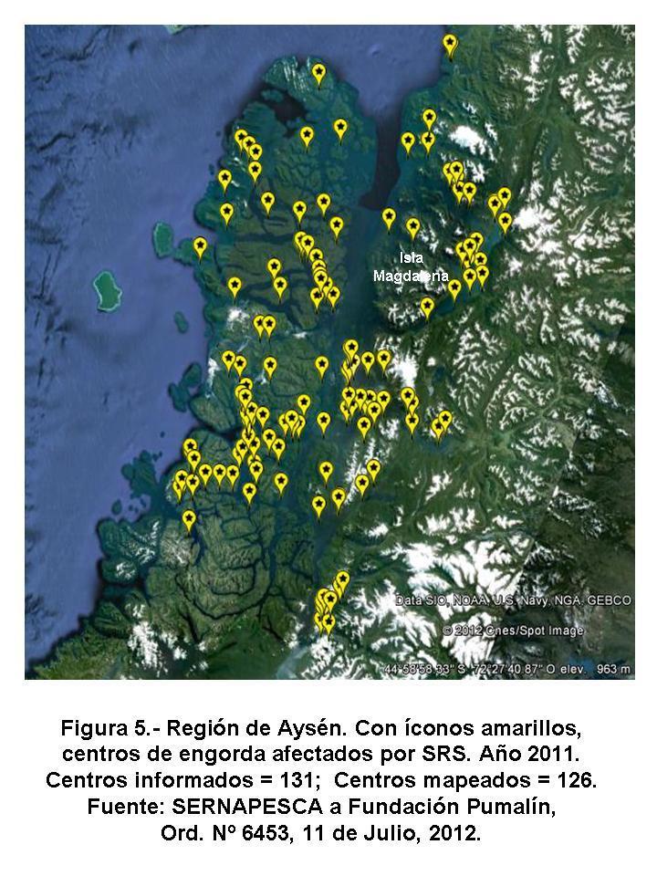 hablar de un brote de SRS, sino que la infección por SRS es permanente y no sólo en el Fiordo Aysén, sino en toda la Región, como lo