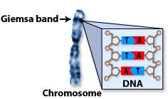 Técnicas de bandeado cromosómico Bandas-G Los cromosomas se tiñen en zonas oscuras y claras Las bandas G oscuras son regiones de replicación