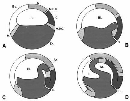 Desarrollo embrionario Procesos de la neurulación: Formación del SURCO y CRESTAS NEURALES La placa neural se invagina por inducción de la notocorda Cierre del surco para formar el TUBO NEURAL SNC