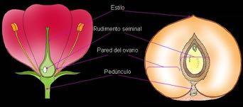 El fruto Ovario fecundado maduro y tiene por misión proteger y ayudar a la dispersión de la semilla.
