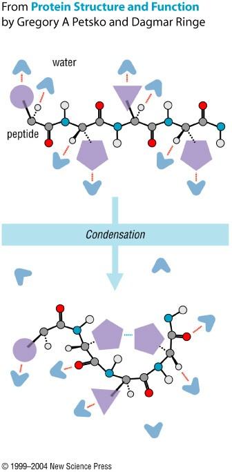 Plegamiento de proteínas (Julio Caramelo) La estructura primaria determina el plegamiento Intermediarios