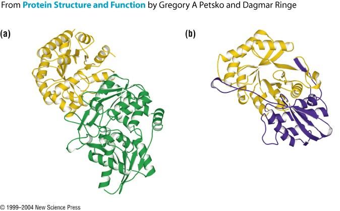 Tryptophan synthase Galactonate dehydratase Los dominios de color amarillo son