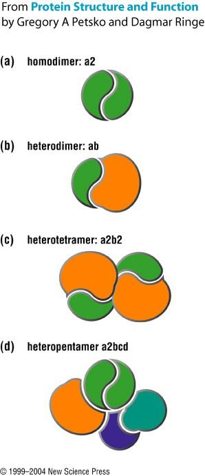 Estructura cuaternaria Las proteínas se asocian formando ensamblados de dos o más proteínas La