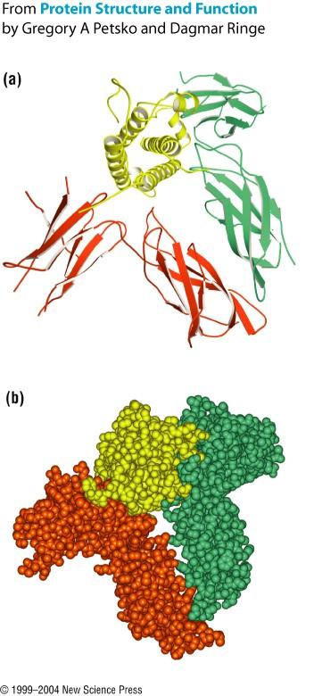 Sitios de unión Los sitios de unión para macromoléculas pueden ser cóncavos,