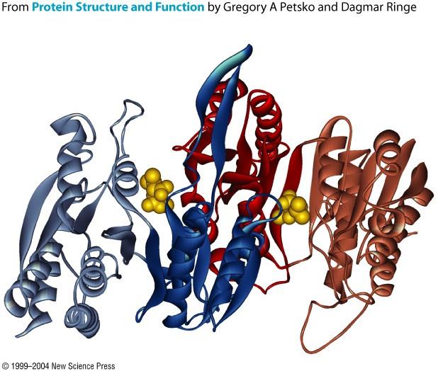 Sitios de unión Los sitios de unión pueden estar enterrados dentro de la proteína Los sitios catalíticos
