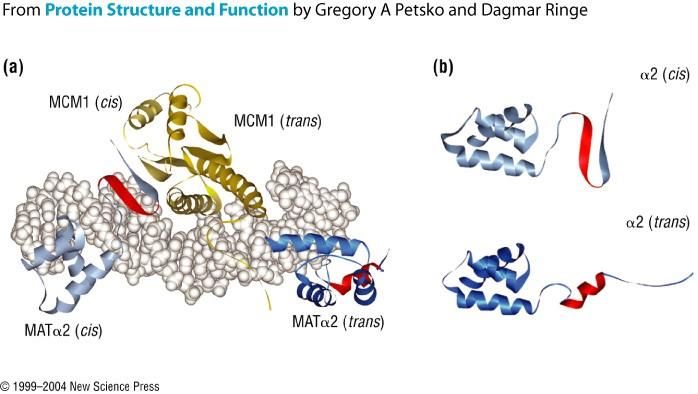 Secuencias camaleón: una secuencia con más de un plegamiento Proteína de unión a