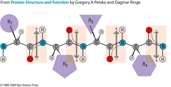La propiedades del enlace peptídico afectan la estabilidad y flexibilidad