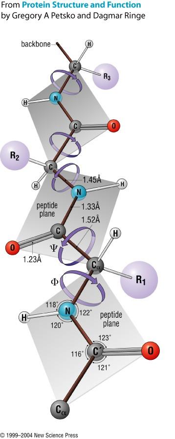 enlace parcial afecta la rotación de la cadena polipeptídica Resonancia de