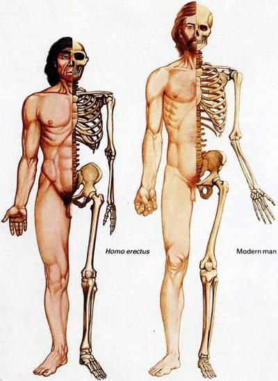 Índex Introducció Principals diferències amb l Homo neanderthalensis Homo sapiens Característiques principals Diferències