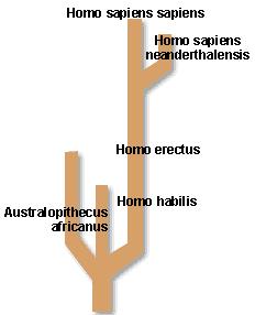 Introducció L homo sapiens es l última i única espècie de la família dels homos a l escala evolutiva i l única