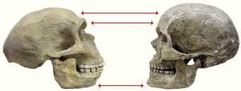 Principals diferències amb l Homo Neanderthalensis Els Homo sapiens són més alts i