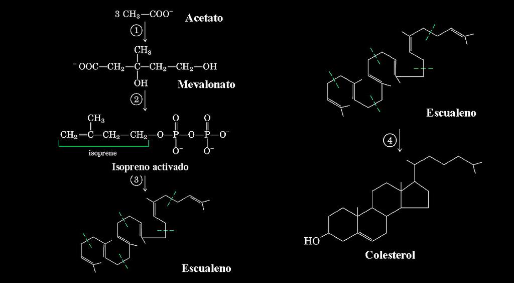 Síntesis de Colesterol 1. Conversión de fragmentos 2C (Acetil-CoA) en un precursor isoprenoide 6C (Mevalonato) 2.