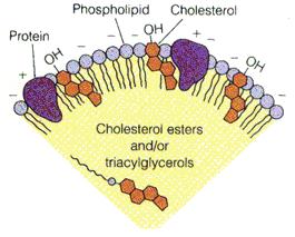 Lipoproteínas: Complejos macromoleculares o partículas formadas por la asociación entre proteínas transportadoras llamadas apolipoproteínas y diferentes combinaciones de fosfolípidos, colesterol