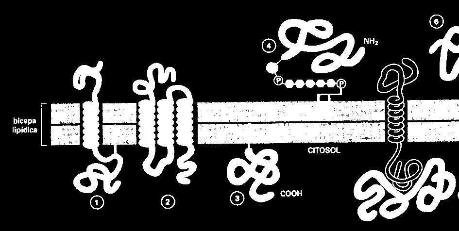 1 Membrana Unitaria Muchas estructuras de la célula están formadas por membranas.