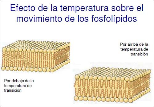 FACTORES QUE REGULAN LA FLUIDEZ DE LAS MEMBRANAS El grado de fluidez de las membranas depende de su composición lipídica y de la temperatura.