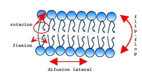 FLUIDEZ DE LAS MEMBRANAS Las membranas biológicas no son rígidas, sino que sus constituyentes se encuentran en constante movimiento, propiedad denominada fluidez de membrana.
