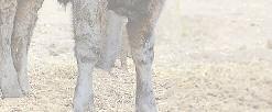 Density) y por padre General, un toro de mucha producción y permanencia en el Angus. Con una ternera al pie hija del R.P.