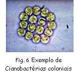 Los cyanophytas tienen un material genético de reparación del sistema y que es lo que las hace resistentes a la radiación de alta frecuencia. Hay cianobacterias unicelulares (fig.