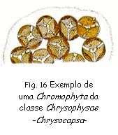 4. Chromophyta Poseer plastidios de color verde-amarillento, marrón dorado, marrón o verde-marrón, debido a los pigmentos