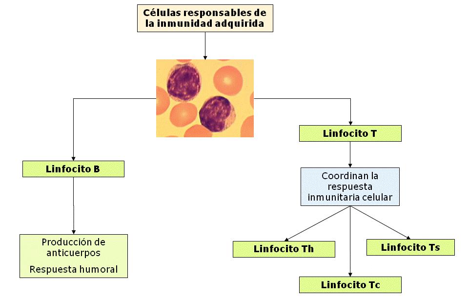 o Linfocitos T supresores o Ts.